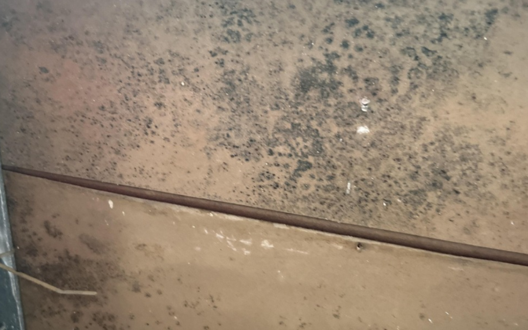 How To Tell If Mold Is Behind Drywall?